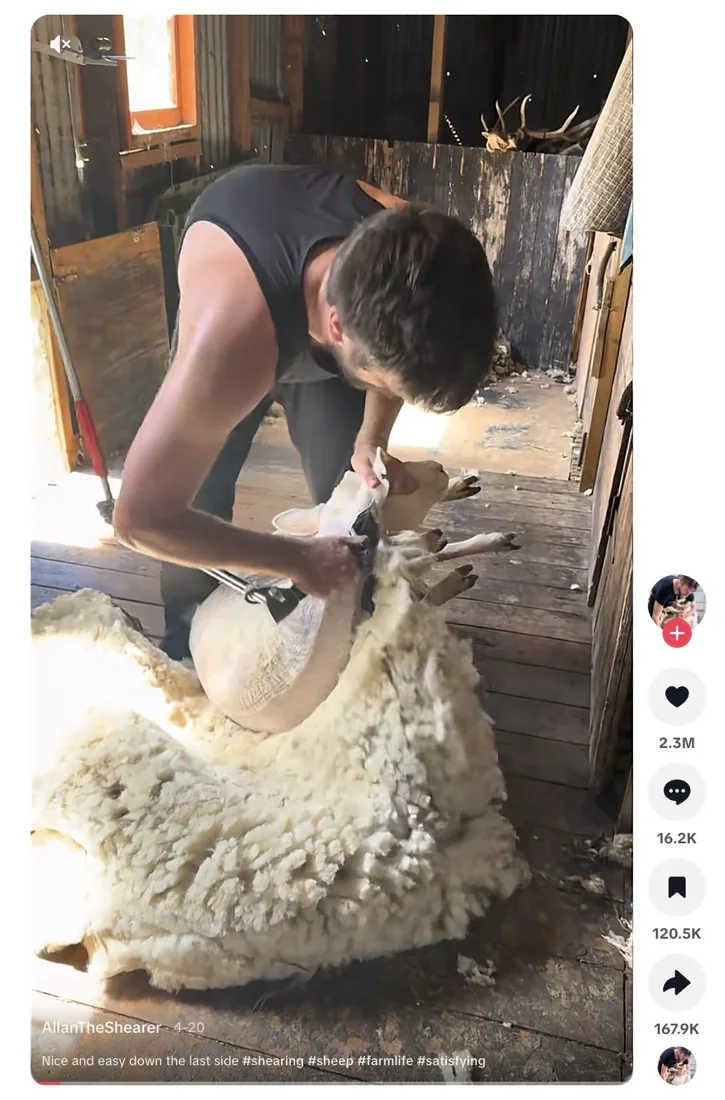 Screenshot of a TikTok video by AllanTheShearer, a man shearing a sheep in a wooden shed, with 2.3 million likes, 16.2 thousand comments, 120.5 thousand saves and 167.9 thousand shares.